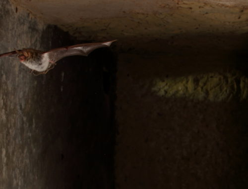 Impact de la couleur de la lumière sur les chauves-souris